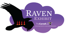 Load image into Gallery viewer, Raven Exhibit