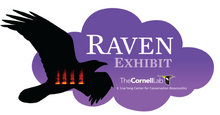 Load image into Gallery viewer, Raven Exhibit - International