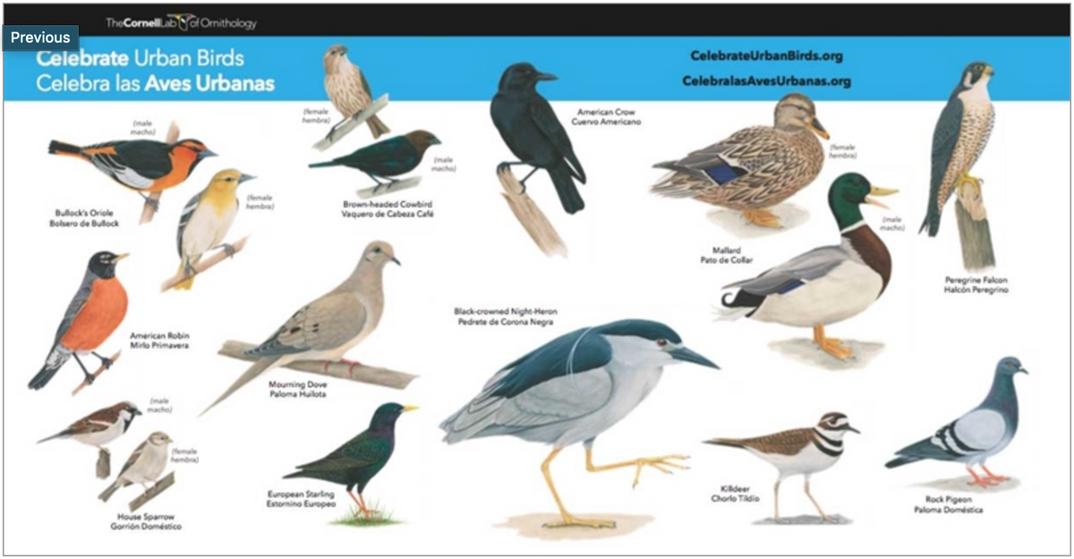 Celebrate Urban Birds Kit – Cornell Lab of Ornithology Store